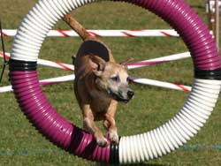 Dog participating in an obedience trial