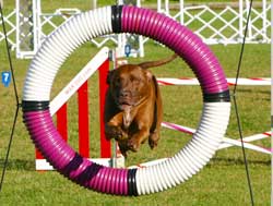 Dog participating in an obedience trial