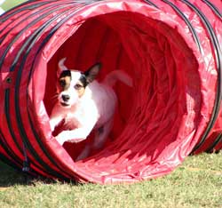 Dog participating in an obedience trial